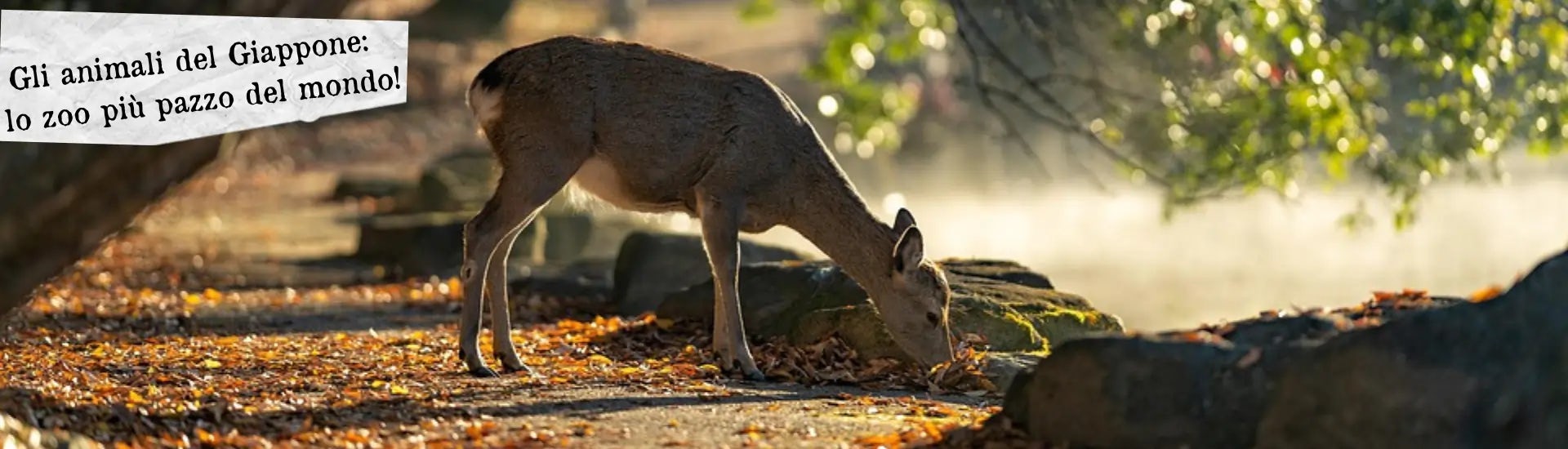 giappone animali larga